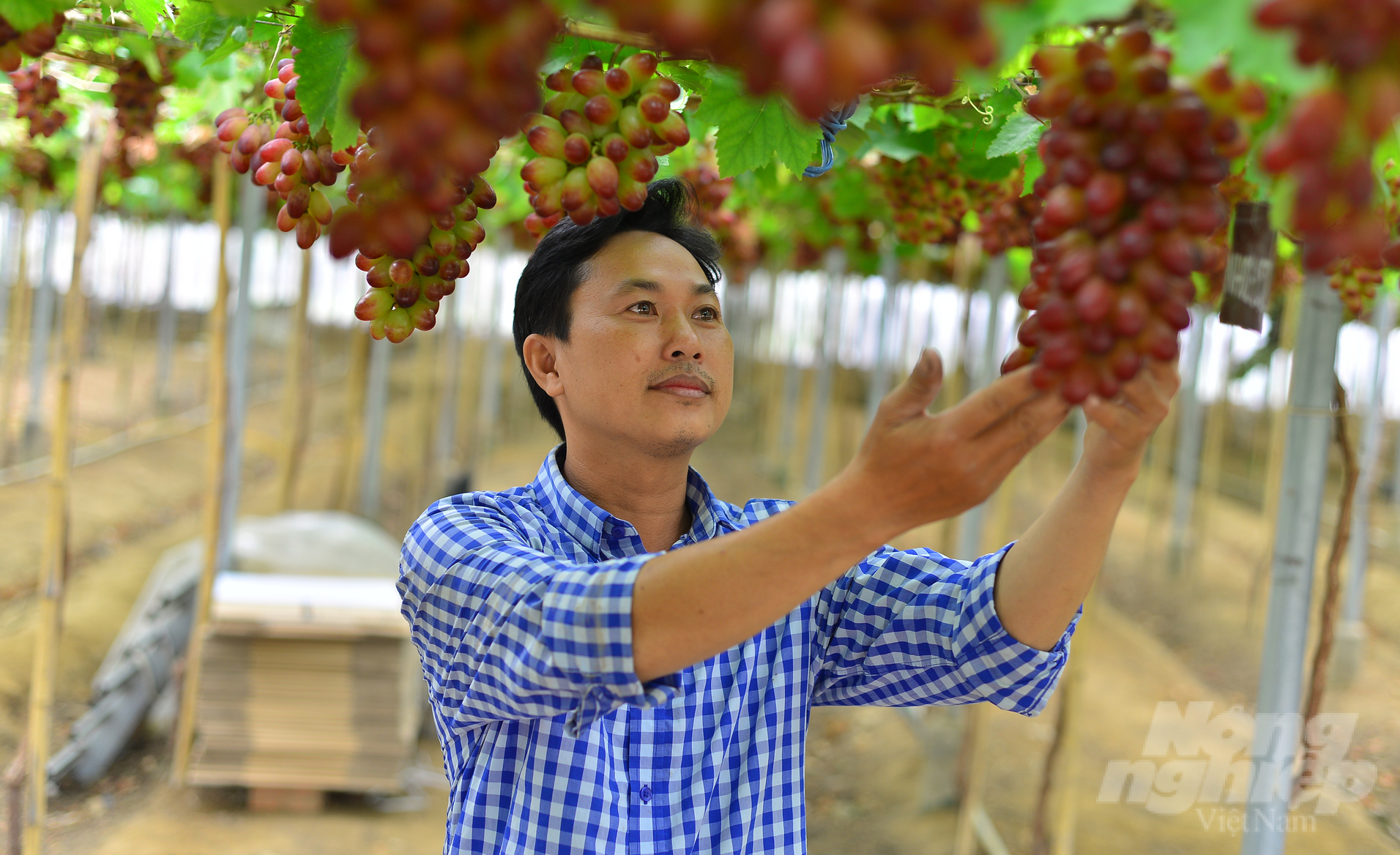 Applying high technology in Ninh Thuan, new grape varieties can reach VND 1.2 - 2.1 billion/crop, equivalent to VND 2.6 - 4.4 billion/ha/year. Photo: Minh Hau.