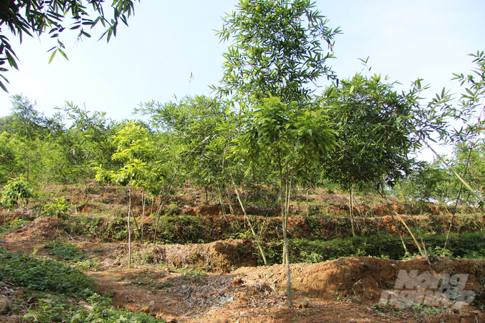 Khu vực trồng tre lục trúc rộng hơn 4ha, được thiết kế theo kiểu ruộng bậc thang của anh Quang. Ảnh: Toán Nguyễn.