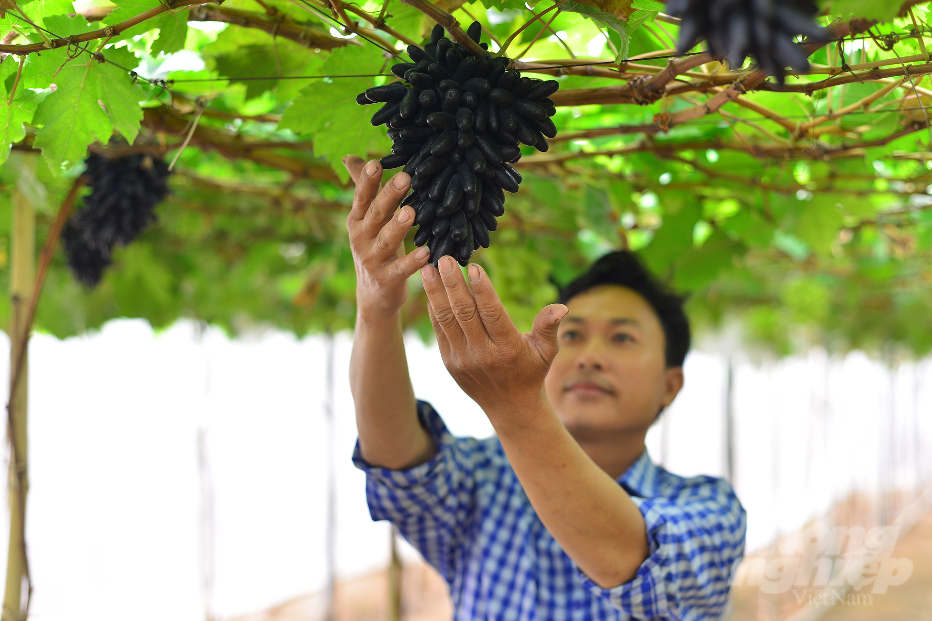 Nông dân Nguyễn Đình Trí, người trồng nho tại thôn Láng Ngựa (xã Nhơn Sơn, huyện Ninh Sơn, Ninh Thuận) được Ban tổ chức trao giải nhất. Ảnh: Minh Hậu.