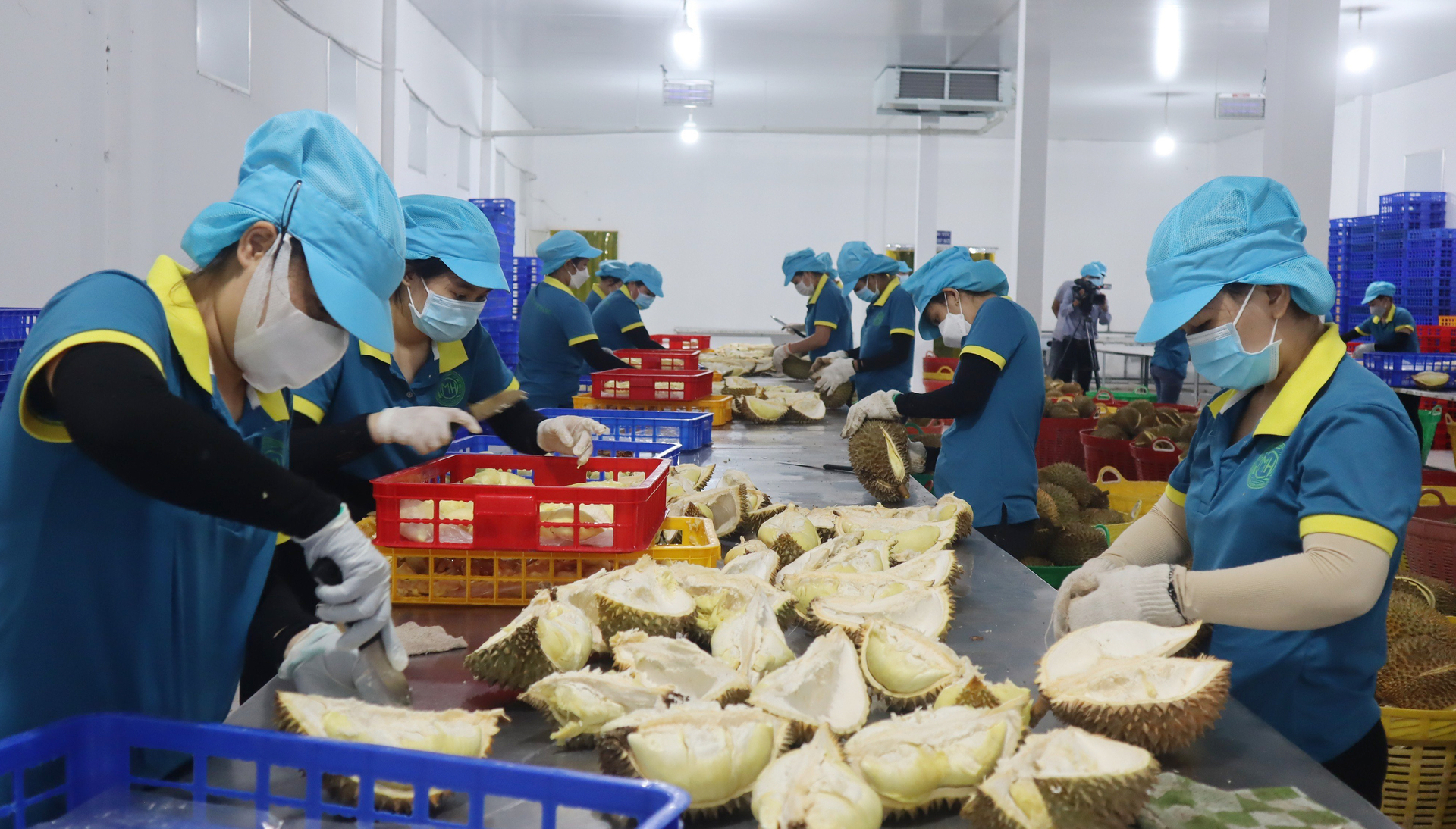 In the first three months of the year, Vietnamese durian has not yet entered the main crop, so exports remain moderate. Durian began to have a large supply in April and May, the export of this item experienced a strong increase. Photo: Tran Trung.