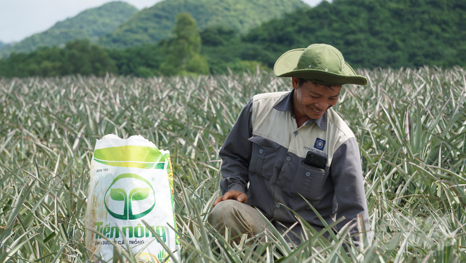 Nhờ sử dụng phân bón Tiến Nông nên mỗi ha dứa của gia đình ông Hải đạt sản lượng từ 40 - 60 tấn. Ảnh: Quốc Toản.