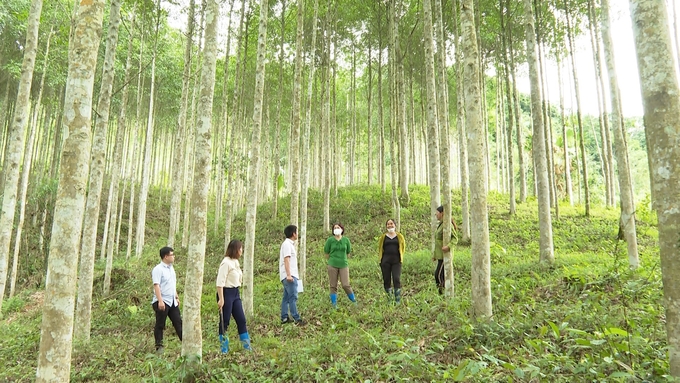 Tại xã Phương Viên, nghề trồng rừng giúp nhiều hộ dân thoát nghèo vươn lên khá giả. Ảnh: Nguyễn Toán . 