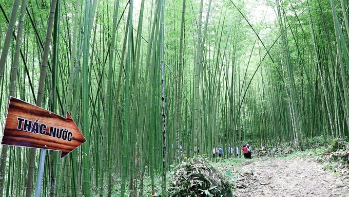 Khu du lịch sinh thái rừng Phiêng Phàng, xã Yến Dương, huyện Ba Bể, tỉnh Bắc Kạn. Ảnh: Ngọc Tú.