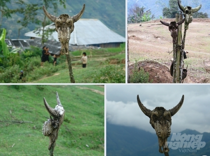 Những chiếc hộp sọ đầu trâu ở Bản Phùng (huyện Hoàng Su Phì). Ảnh: Kiên Trung.