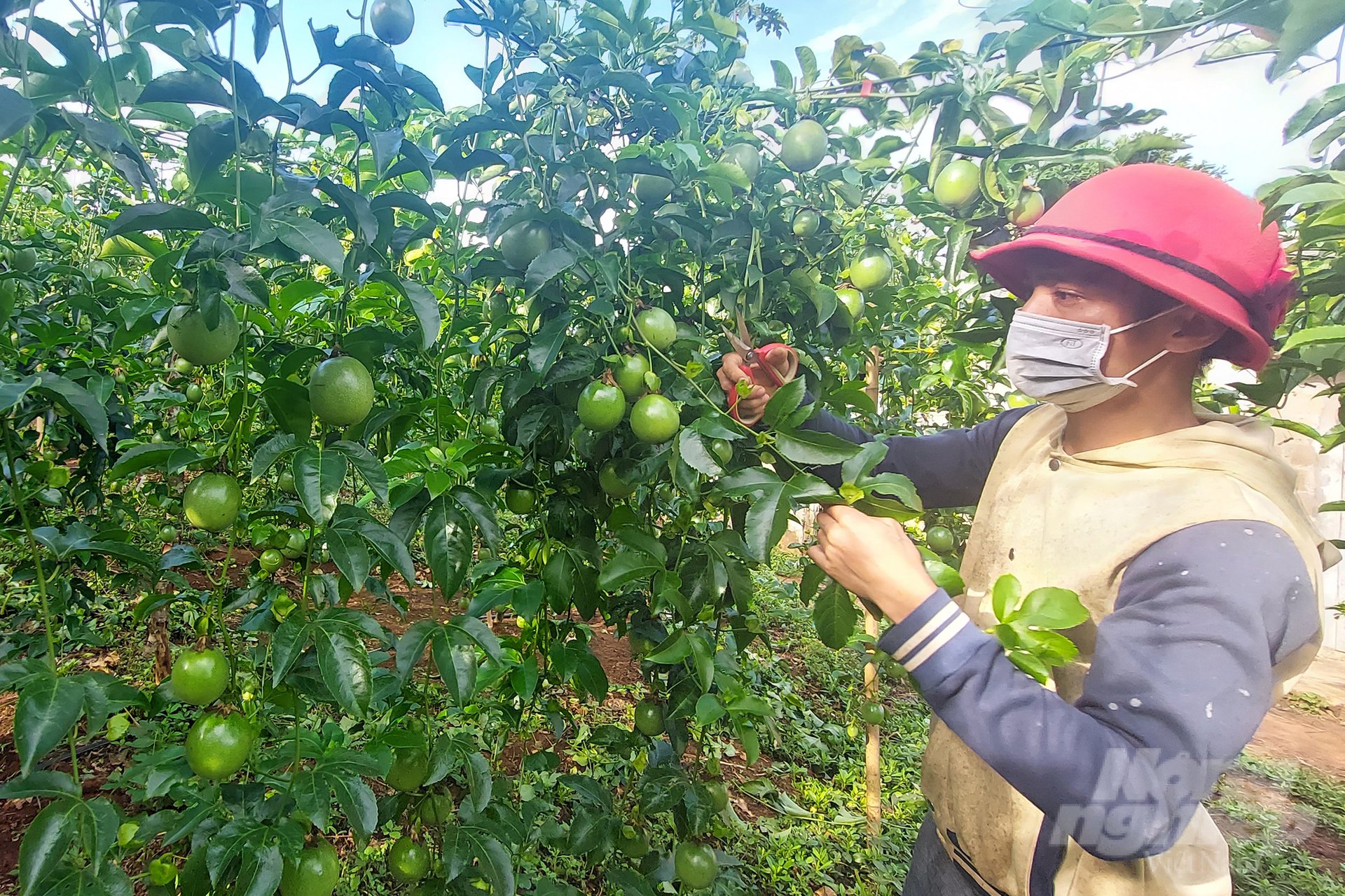 Đến 2030, Quảng Trị phấn đấu có 10 nghìn ha cây ăn quả. Chanh leo là một trong những cây trồng chủ lực. Ảnh: VD.