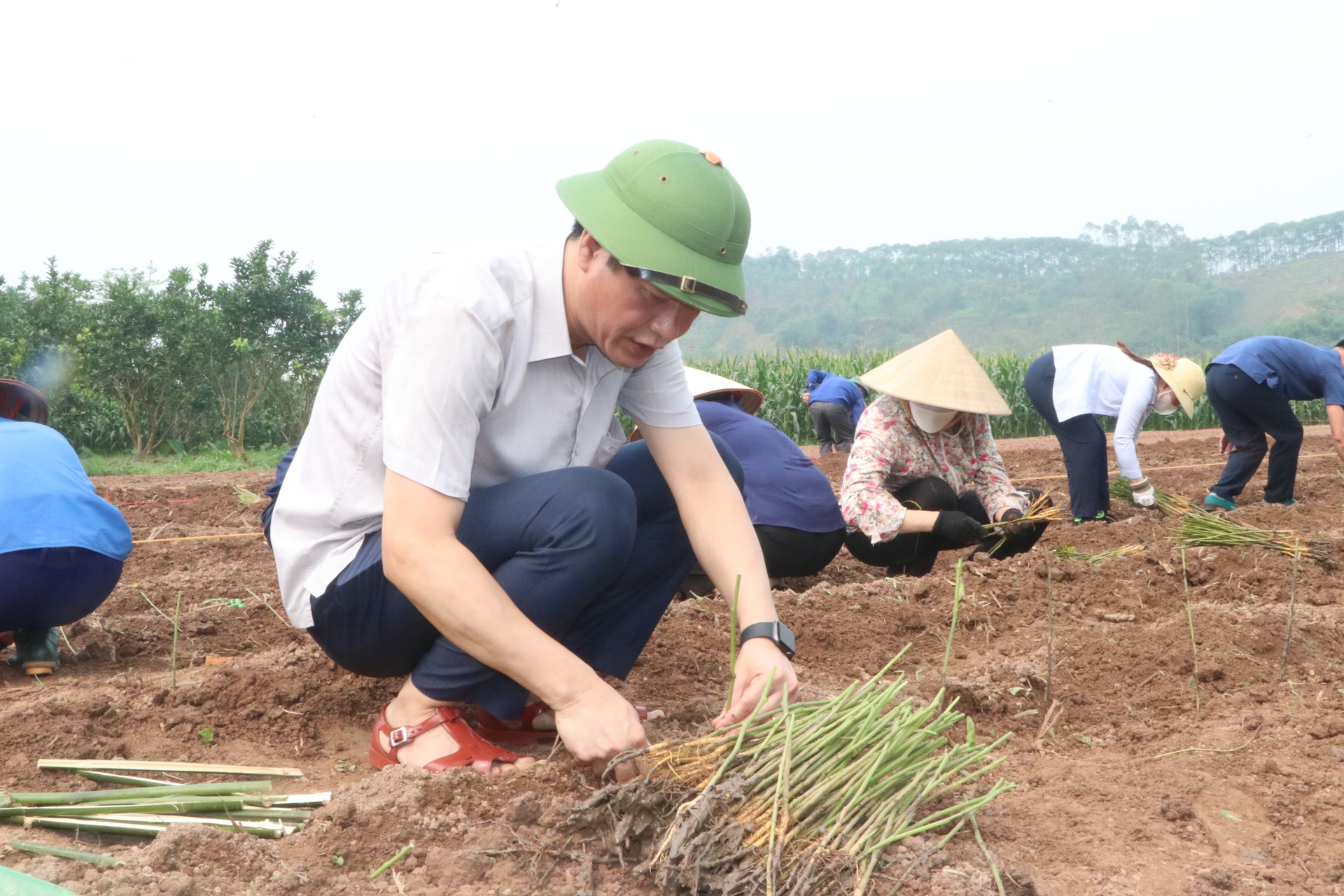 Đồng chí Nguyễn Thế Phước - Phó Chủ tịch thường trực UBND tỉnh Yên Bái tham gia trồng dâu cùng người dân xã Minh Quân (huyện Trấn Yên). Ảnh: Đăng Hải.