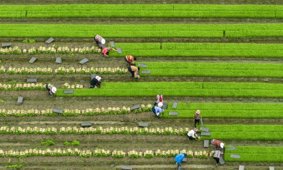 China’s total arable land has decreased amid rapid urbanisation in recent decades, but the trend has reversed for the past two years. Photo: Xinhua