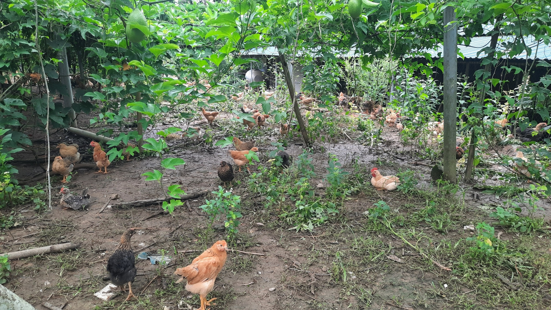 Tien Yen chickens eat medicinal plants and herbs in the garden. Photo: Nguyen Thanh.
