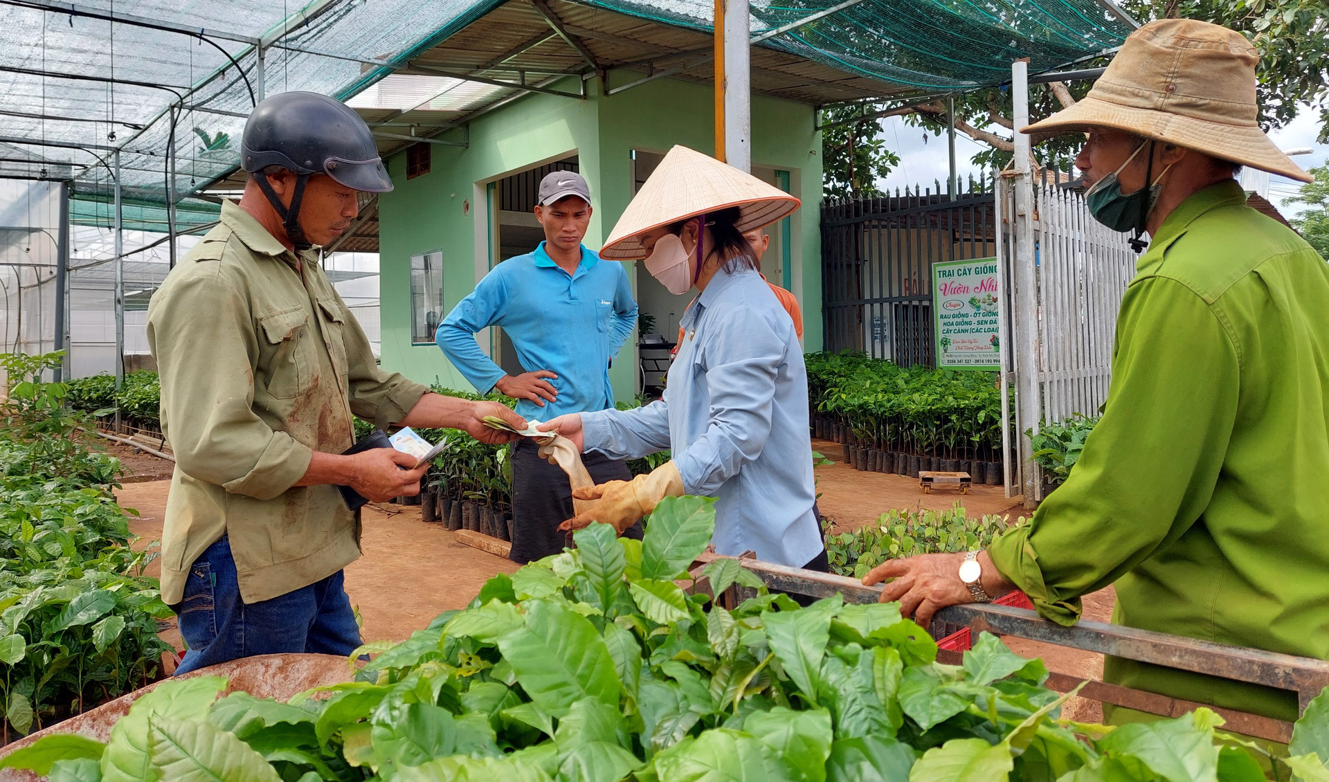 Việc giống cà phê tăng 2 - 3 lần khiến cho chi phí đầu tư của nông dân tăng theo. Ảnh: Quang Yên.