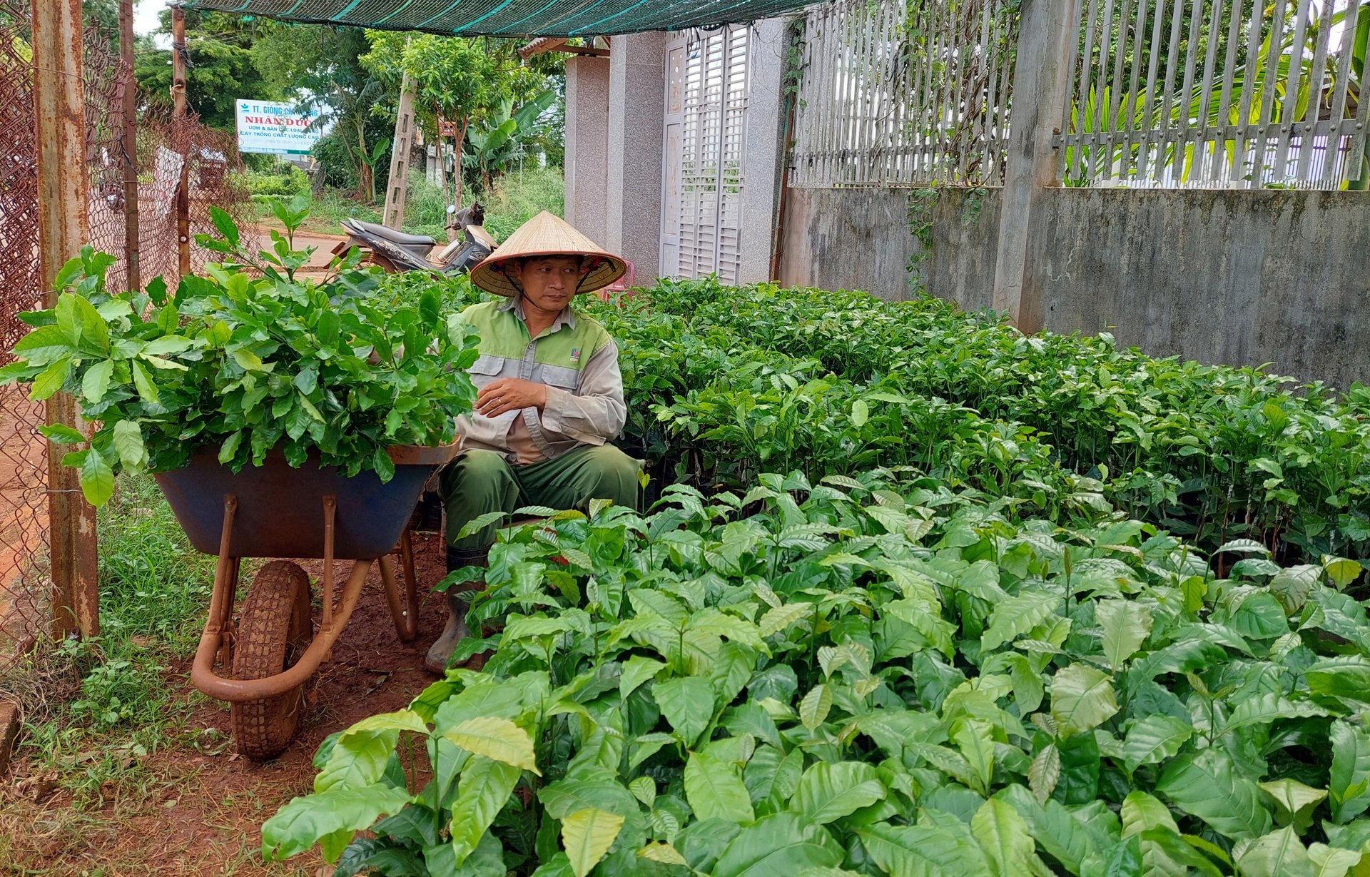 Cơ quan chức năng khuyến cao người dân lựa chọn những cơ sở kinh doanh đủ điều kiện để mua cây giống, tránh mua phải hành kém chất lượng. Ảnh: Quang Yên.