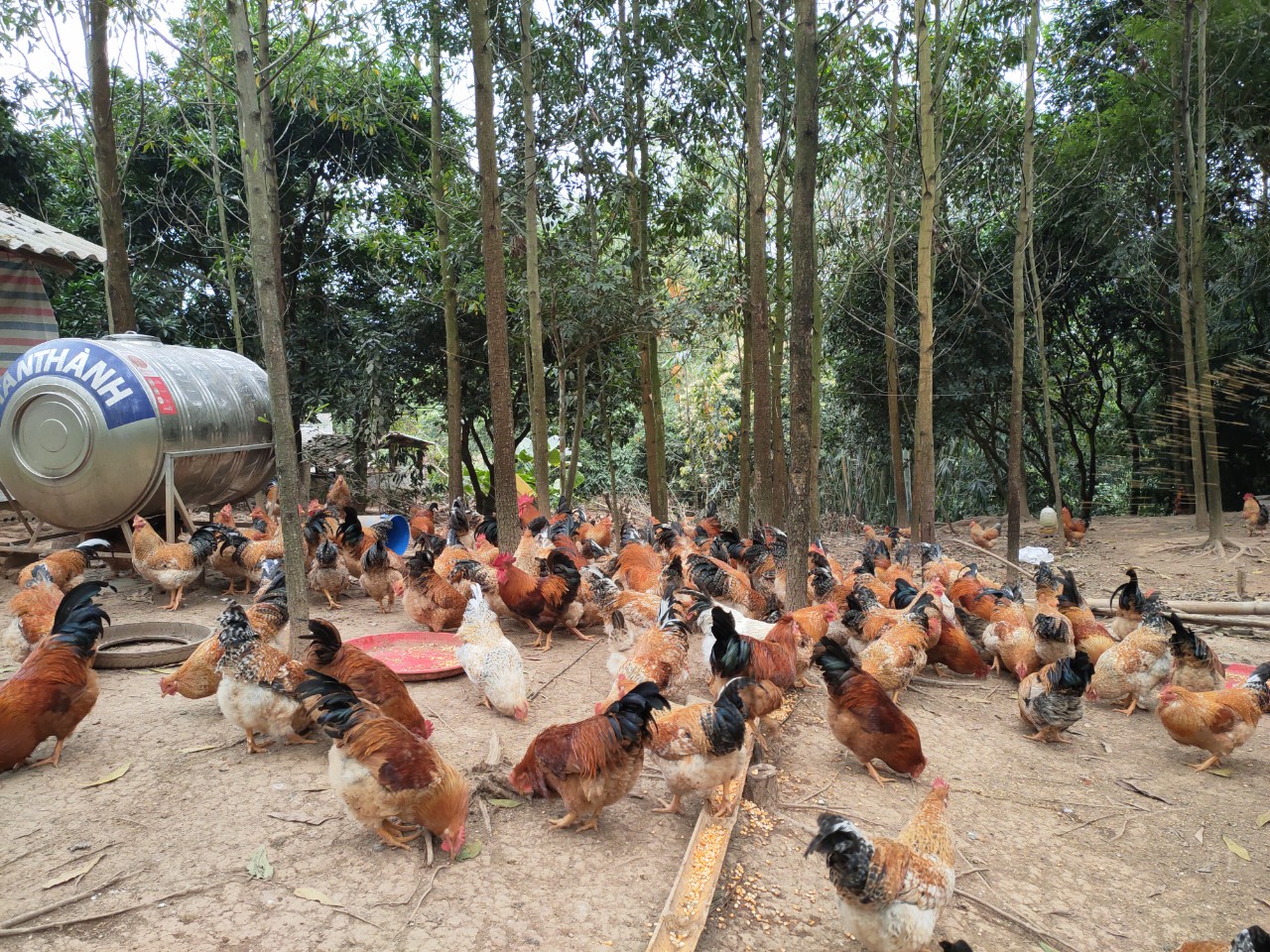 Tien Yen chickens are grazed under the forest canopy. Photo: Nguyen Thanh.