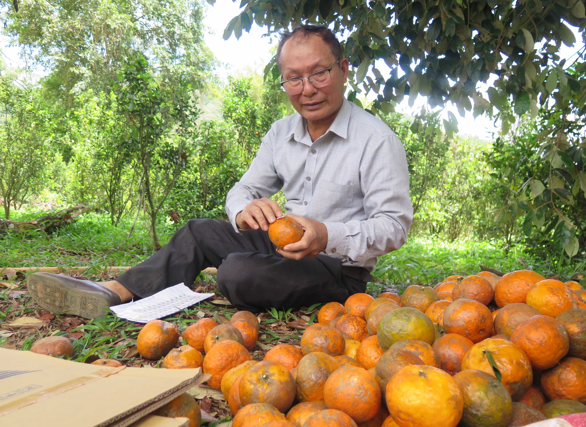 Mr. Dong is harvesting oranges upon orders via social networks. Photo: Dang Lam.