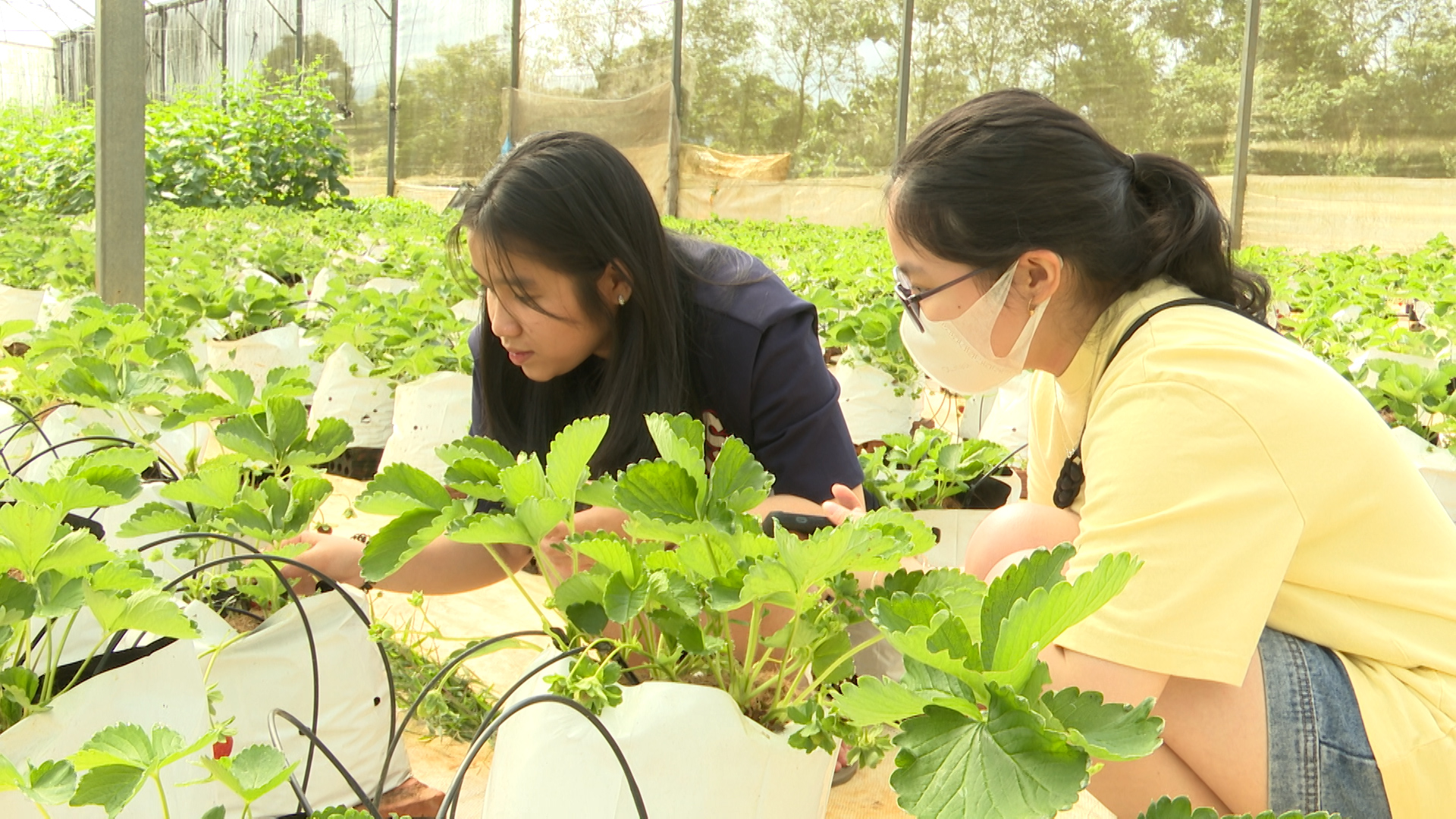 Tourists experience strawberry picking in Niinuma Tomofarm. Photo: Dang Lam.