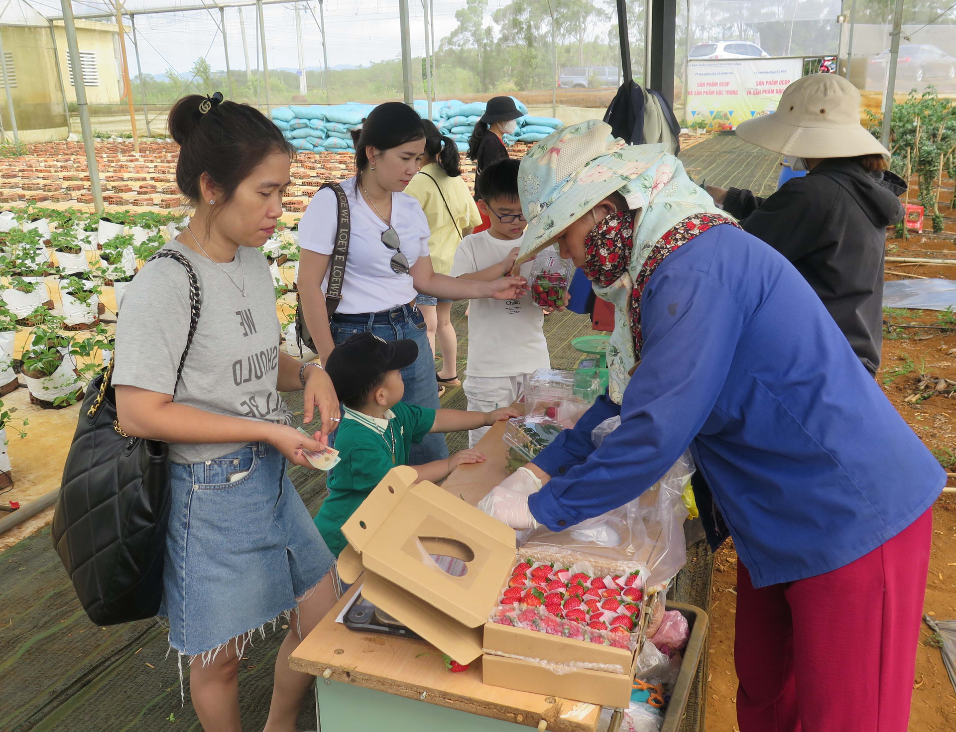 Visitors buy their own-picking produce. Photo: Dang Lam.