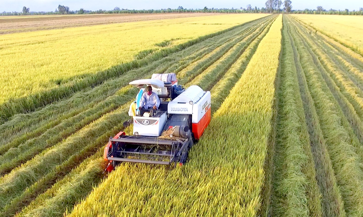 Harvesting rice in Can Tho City. Photo: Son Trang.