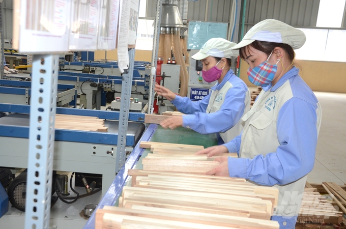 Từ rừng chất lượng cao là tiền đề cho các doanh nghiệp sản xuất chế biến gỗ phục vụ xuất khẩu. Ảnh: Đào Thanh.