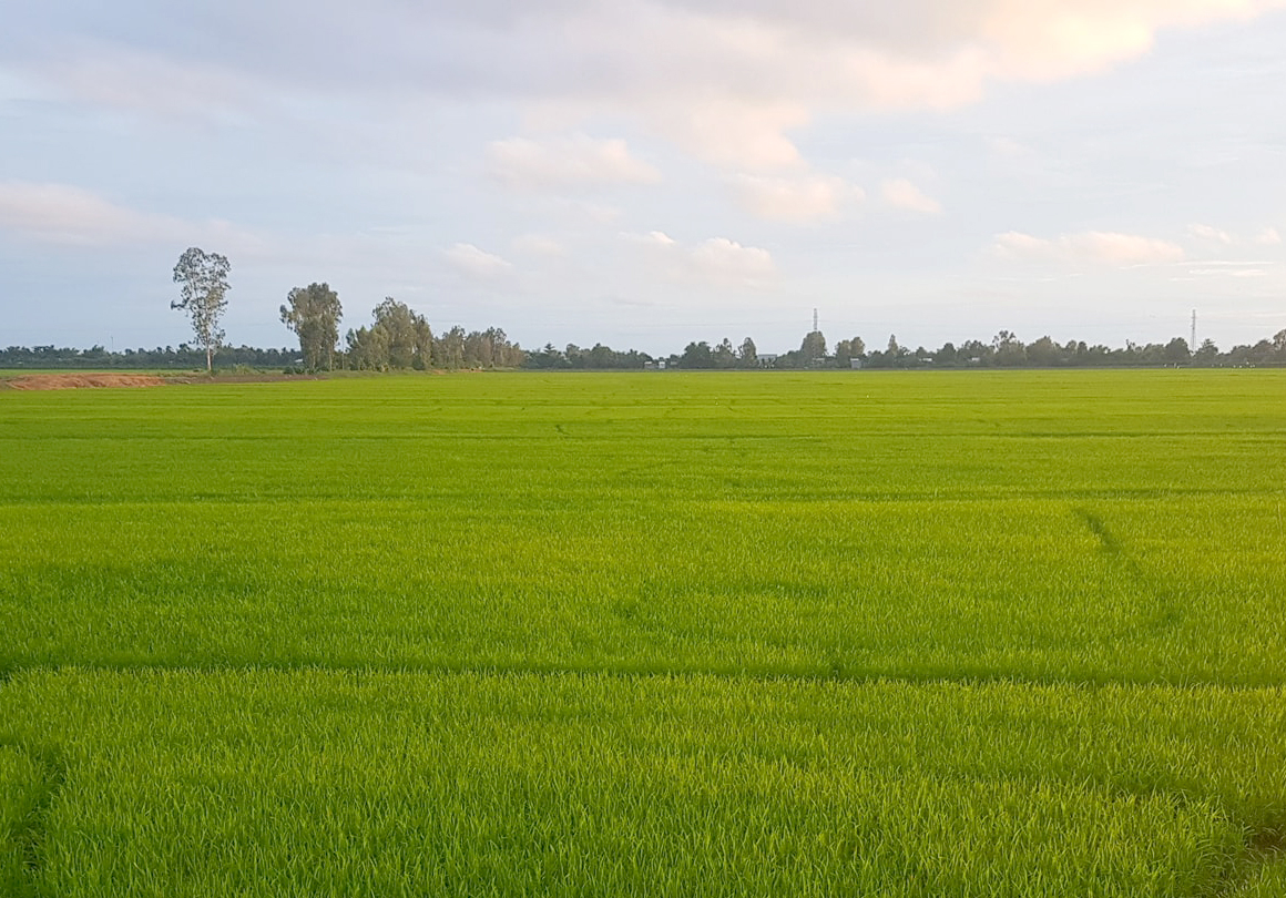 A rice field in Long An province. Photo: Son Trang.