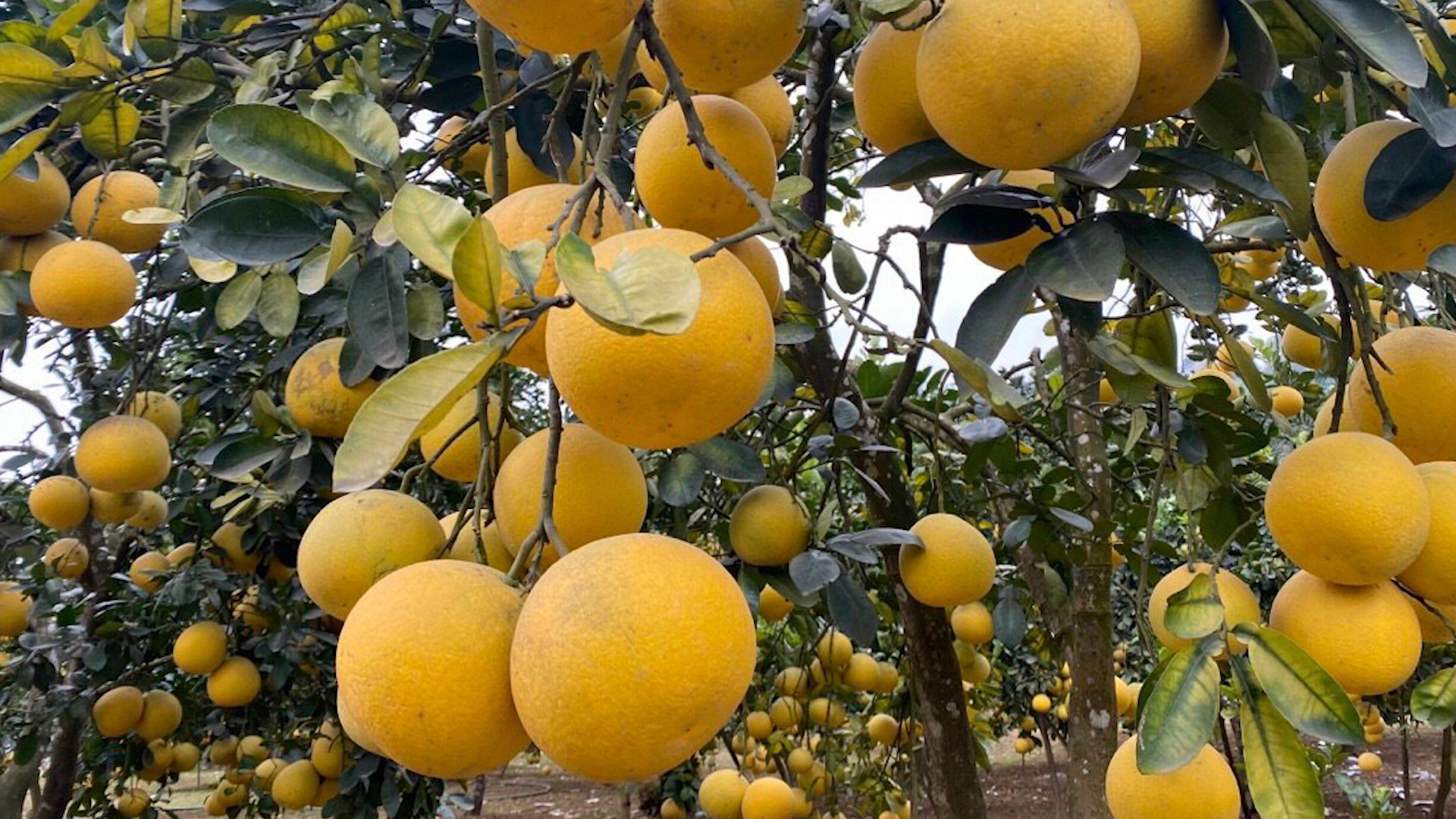Những trái bưởi Diễn đẹp cả ngoại hình và hương vị luôn là ao ước của nông dân xã Nam Phương Tiến. Ảnh: Quang Linh.