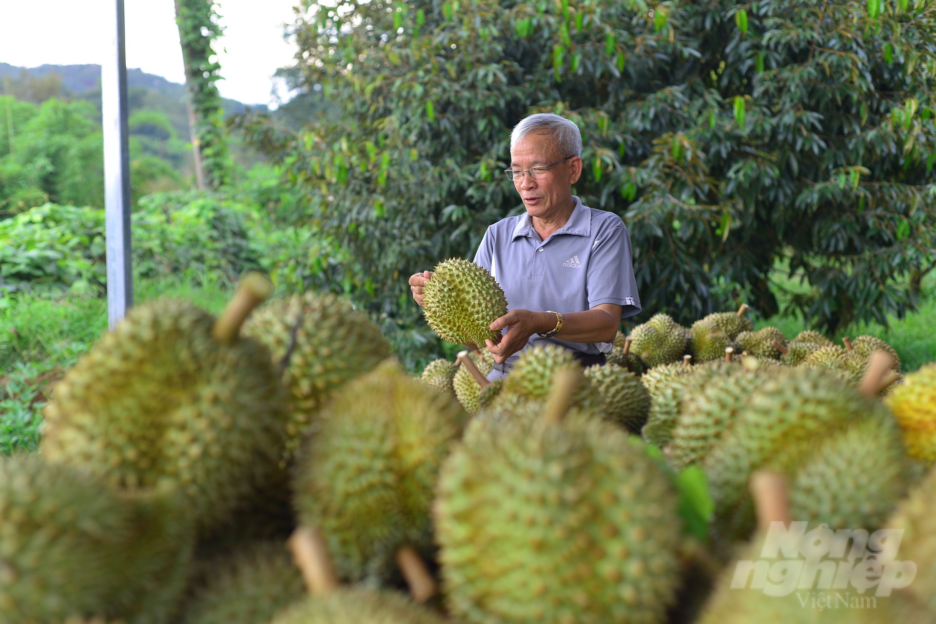 Nguyen Thanh Son, Director of Da M'Ri Agricultural Cooperative, said that every day, about 10 tons of durian from the cooperative is purchased by partners for export to China. Photo: Minh Hau.