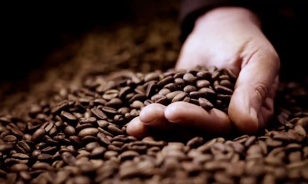 Một trung tâm nghiên cứu cà phê tại Brazil đã lai tạo các cây cà phê khác nhau có hàm lượng caffein rất thấp để phát triển một giống cà phê tự nhiên không có caffein. Ảnh: Adam Gault/Getty Images.