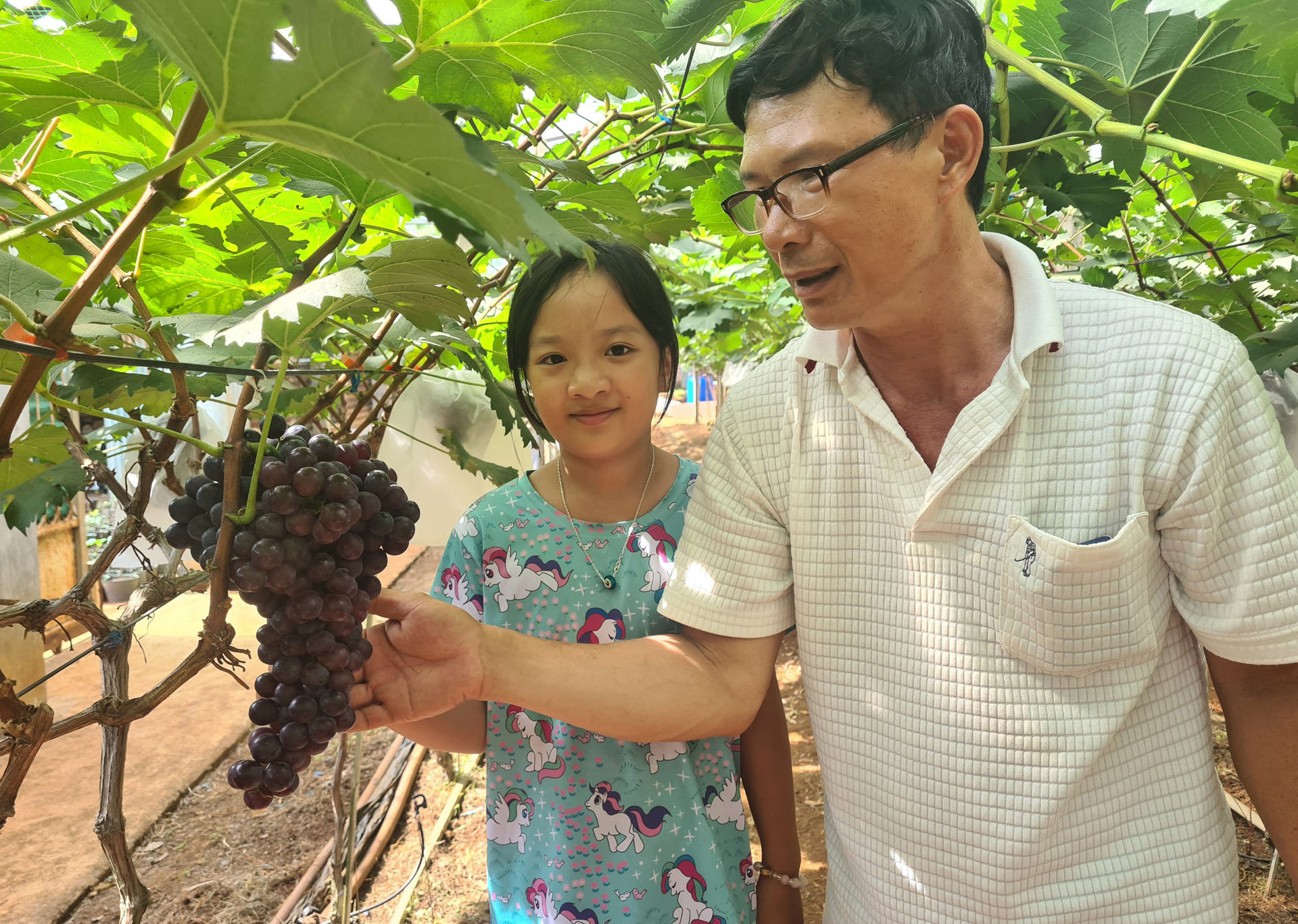 The vineyard of Mr. Tran Van Hai's family. Photo: Dang Lam.