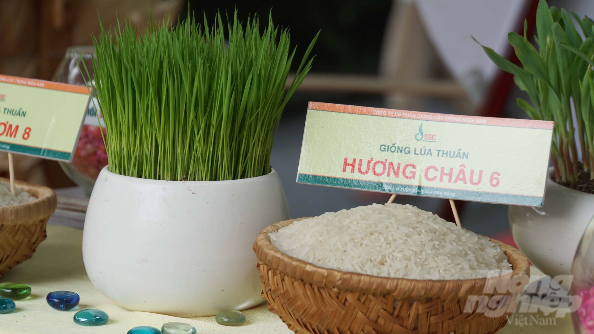 Nhiều giống cây trồng chất lượng cao được trưng bày, giới thiệu đến người tiêu dùng TP.HCM. Ảnh: Lê Bình.