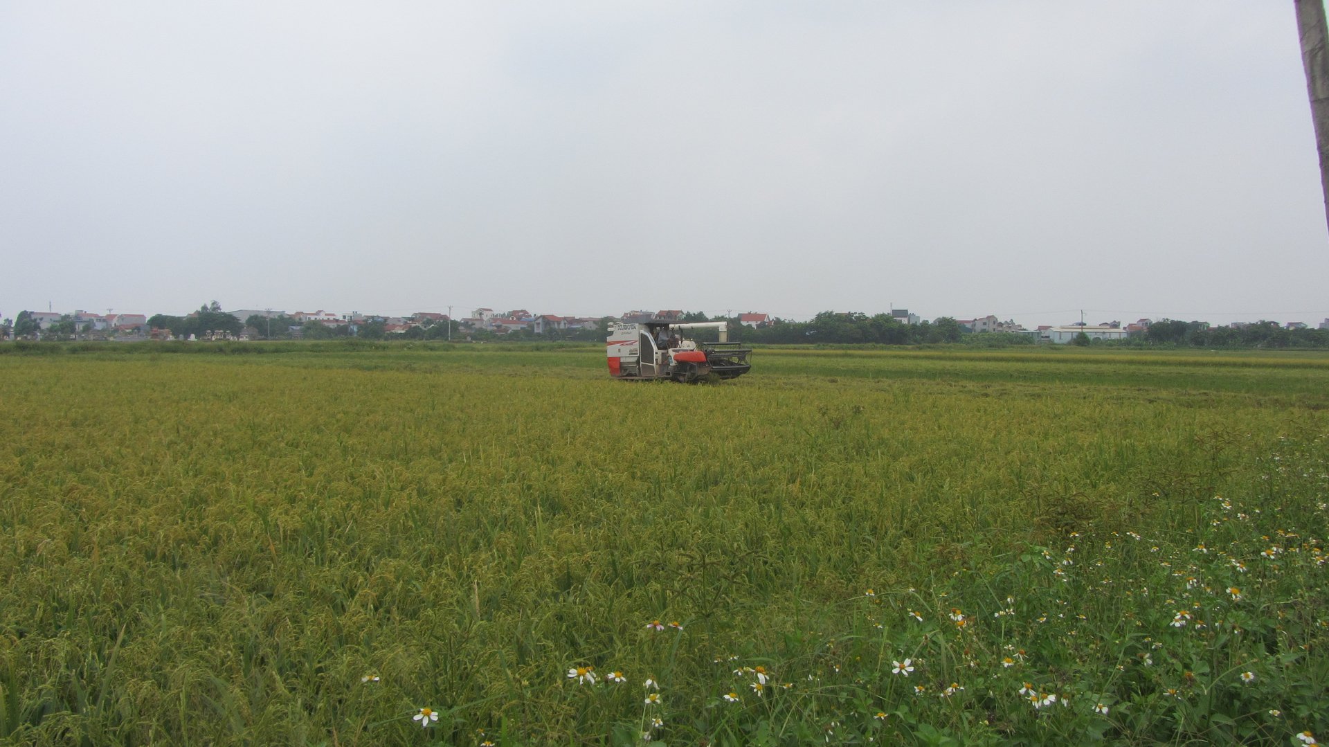 Máy gặt đập liên hợp thu hoạch lúa trong mô hình của ông Trọng. Ảnh: Hải Tiến.