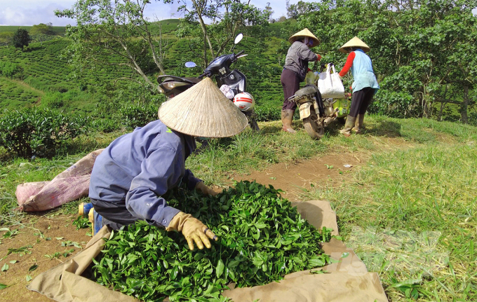 Năm 2022, Lâm Đồng có 161 công ty chế biến chè với quy mô 39.000 tấn/năm và 65 cơ sở chế biến chè với quy mô 10 nghìn tấn/năm. Ảnh: M.H.