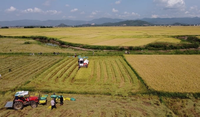 Phú Yên có những cánh đồng bằng phẳng rất thuận lợi cho việc sản xuất lúa. Ảnh: Kim Sơ.