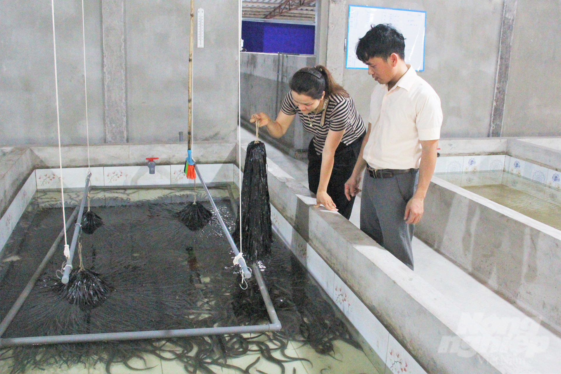 Nuôi lươn không bùn đang giúp gia đình anh Quang mỗi năm có nguồn thu nhập không hề nhỏ. Ảnh: Trung Quân.