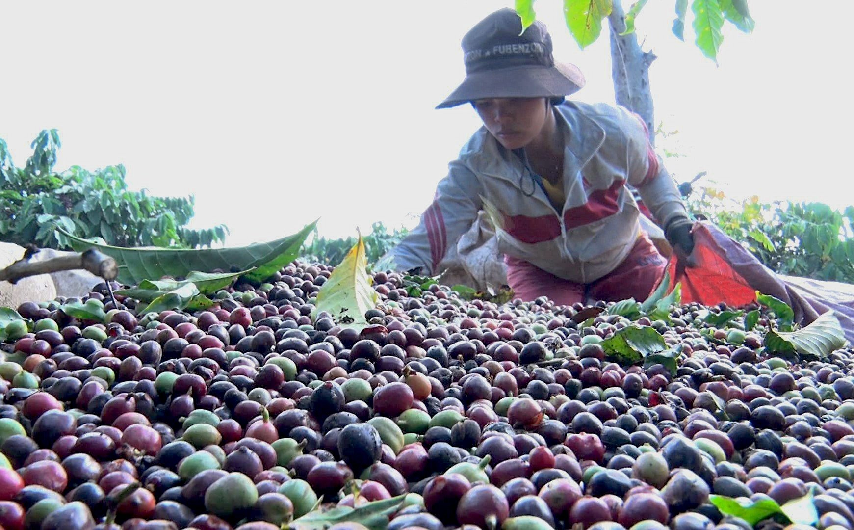 Cà phê là một trong những mặt hàng nông sản được tỉnh Kon Tum hỗ trợ kết nối tiêu thụ. Ảnh: Tuấn Anh. 