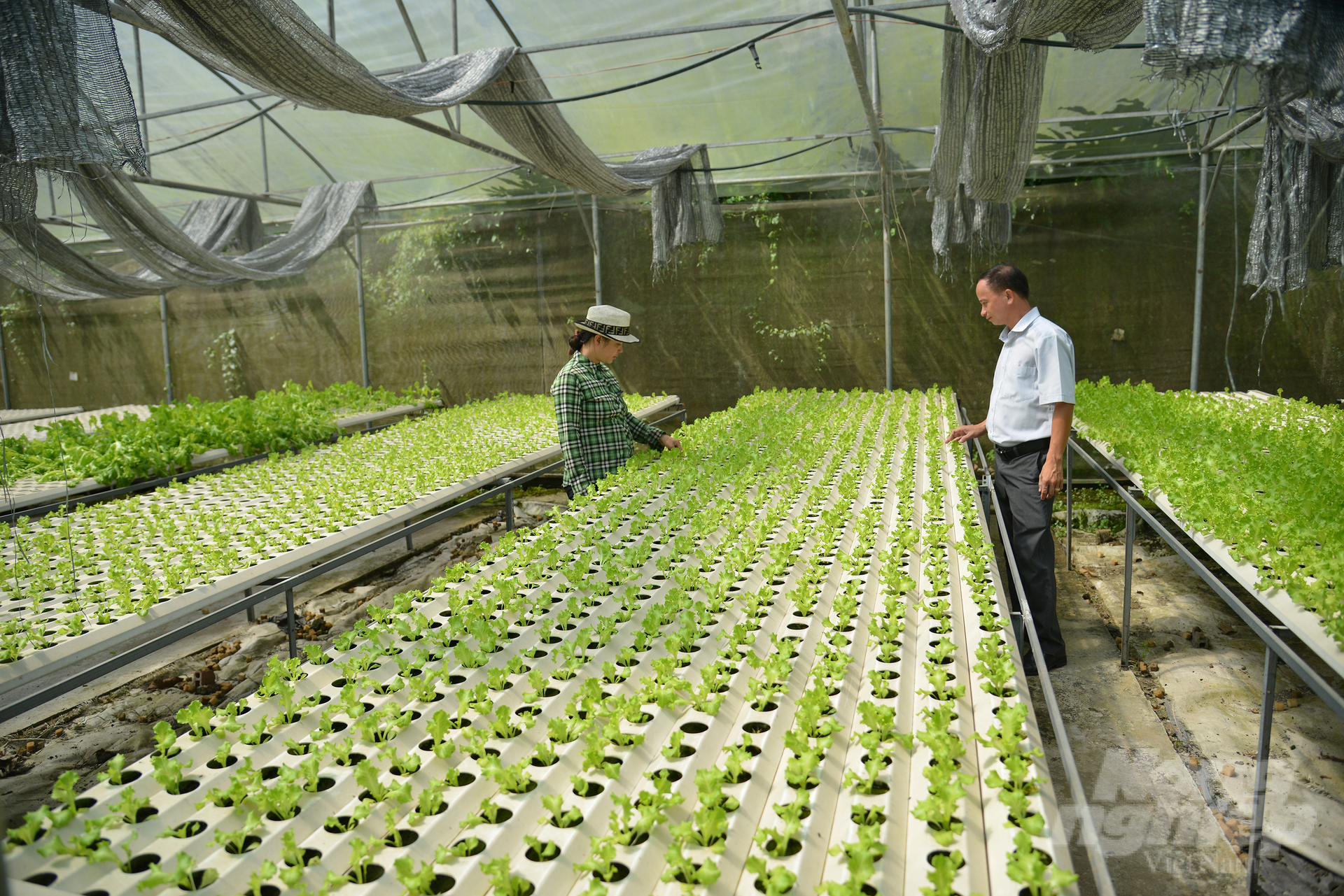 Many businesses and cooperatives in Ho Chi Minh City have applied science and technology to agricultural production. Photo: Nguyen Thuy.