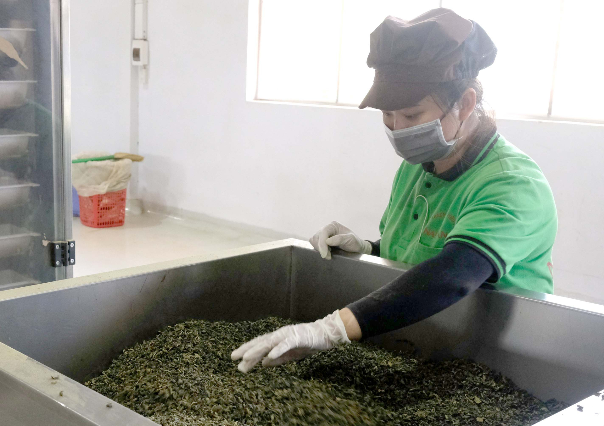 Lam Dong province's tea output during the first five months of 2023 was estimated to be at 2,200 tons with a total value of at least 5 million USD.
