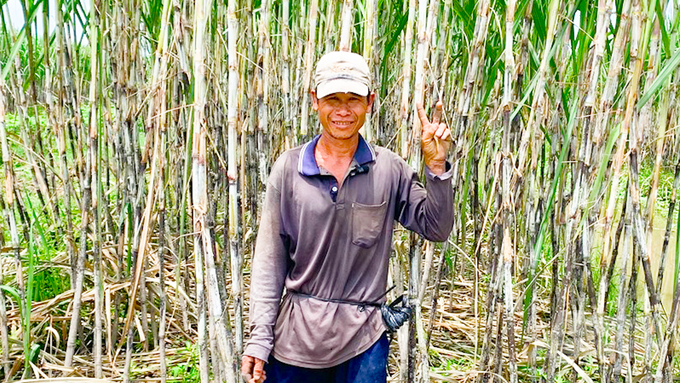 Diện tích trồng mía tại Trà Vinh đã tăng thêm gần 200ha so với năm trước. Ảnh: Hồ Thảo.