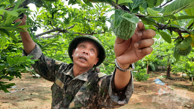 Sử dụng phân bón hữu cơ công nghệ nano giúp cây na khỏe mạnh, phát triển tốt. Ảnh: Nguyễn Thành.