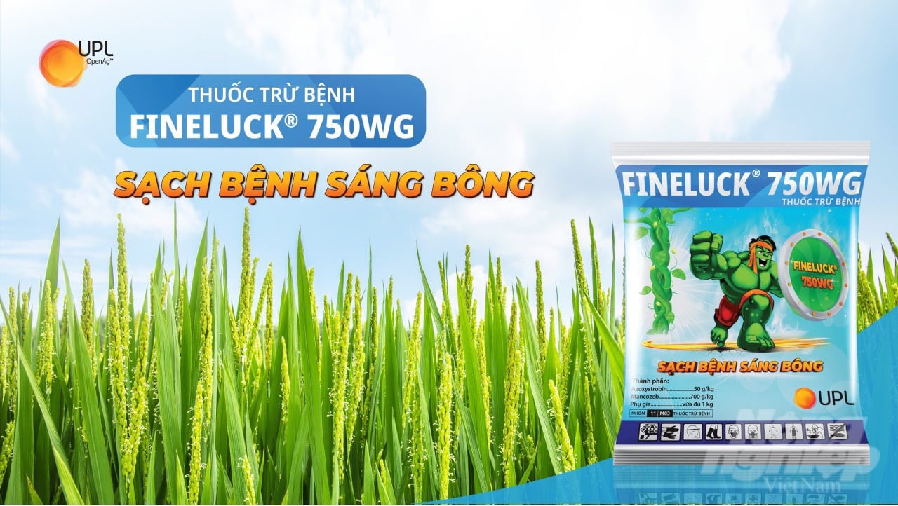 Thuốc trừ bệnh FINELUCK 750WG có tác dụng kéo dài tuổi thọ lá đòng xanh đến gần ngày thu hoạch, cung cấp vi lượng, giúp tổng hợp protein, tăng cường hấp thu đạm và lân. Ảnh: Công ty UPL Việt Nam.