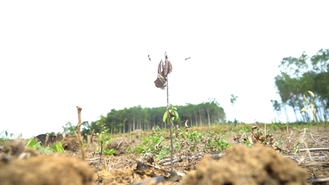 Nhiều diện tích rừng đã trồng trên 6 tháng nhưng vẫn chết khô. Ảnh: Toán Nguyễn. 