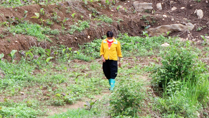 Bà Lý Thị Chẹ đi kiểm tra những đồi trồng cây dong riềng đang chết dần, chết mòn. Ảnh: Ngọc Tú. 