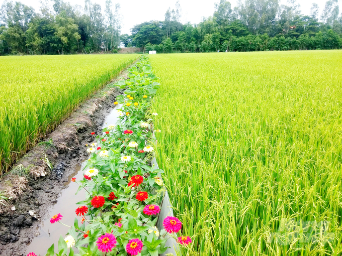 The Mekong Delta has nearly 40,000 hectares of rice cultivated under the model of 'rice fields, flower banks'. The majority of their products are consumed by local businesses. Photo: Le Hoang Vu.