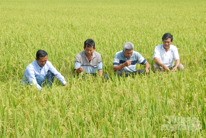 With the model of 'rice fields, flower banks', farmers reduce the amount of pesticides by at least 50%. Subsequently, they can save nearly 300,000 VND for every rice crop. Photo: Le Hoang Vu.