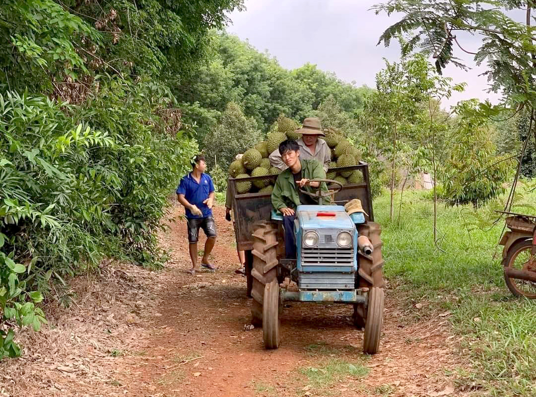 Dong Nai farmers harvest durian. Photo: Son Trang.