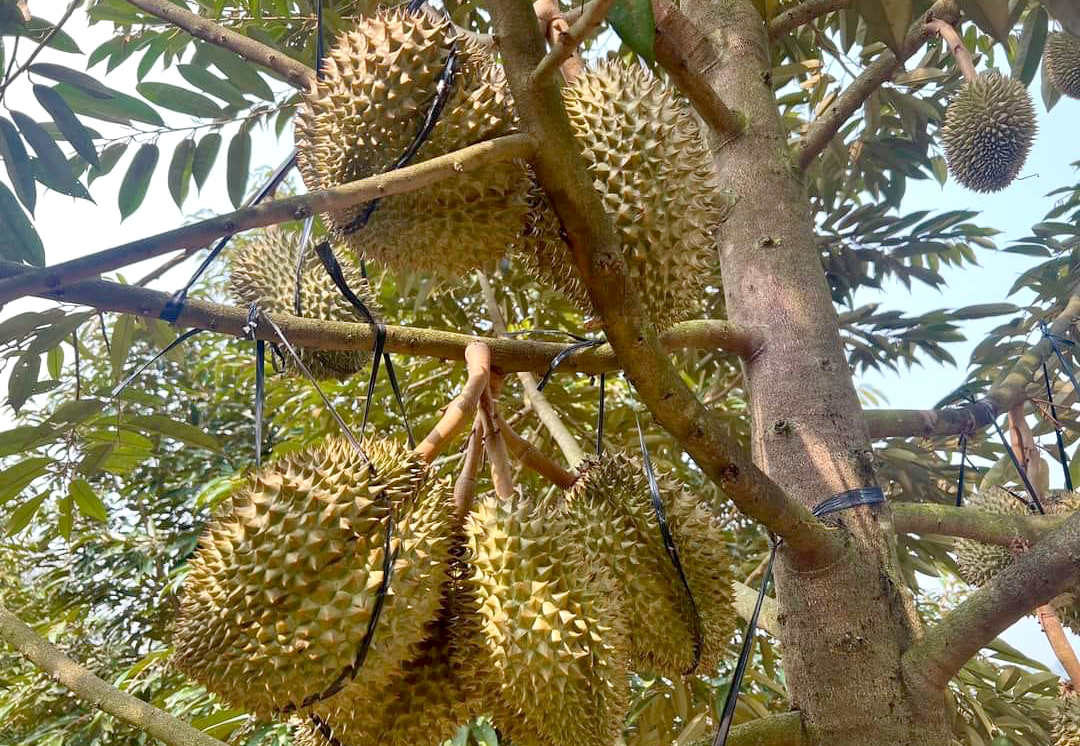 Dong Nai durian. Photo: Son Trang.