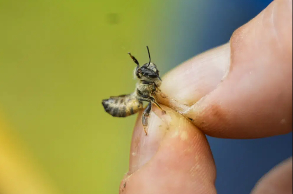 Zac Lamas, post doctoral fellow at ORISE, holds a bee as he inspects them for the parasitic mite Varroa at a hive in the backyard of University of Maryland bee researcher Nathalie Steinhauer on Wednesday, June 21, 2023, in College Park, Md. A new survey says America's honeybee hives just staggered through the second highest death rate on record. The mites are a factor why bee deaths are on the rise. Photo: Julio Cortez