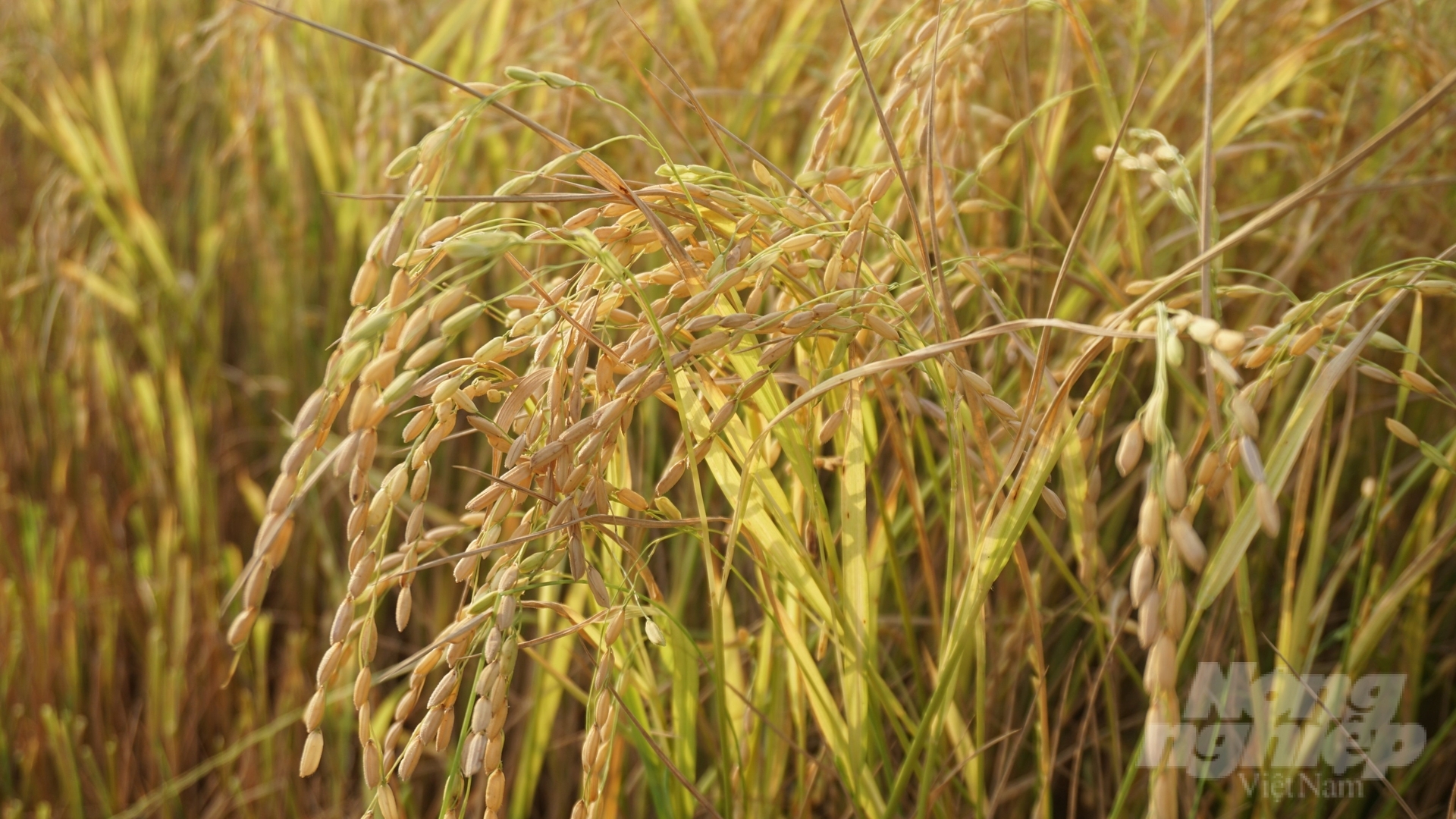 Năm 2022, Việt Nam xuất khẩu trên 7.100 triệu tấn gạo. Ảnh: Lê Bình.