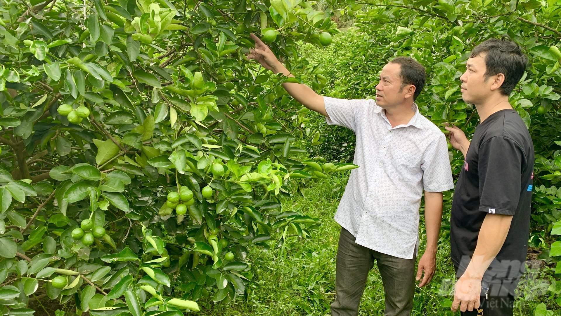 Chanh không hạt trồng giúp nhiều nông dân Trà Vinh cải thiện kinh tế. Ảnh: Hồ Thảo.