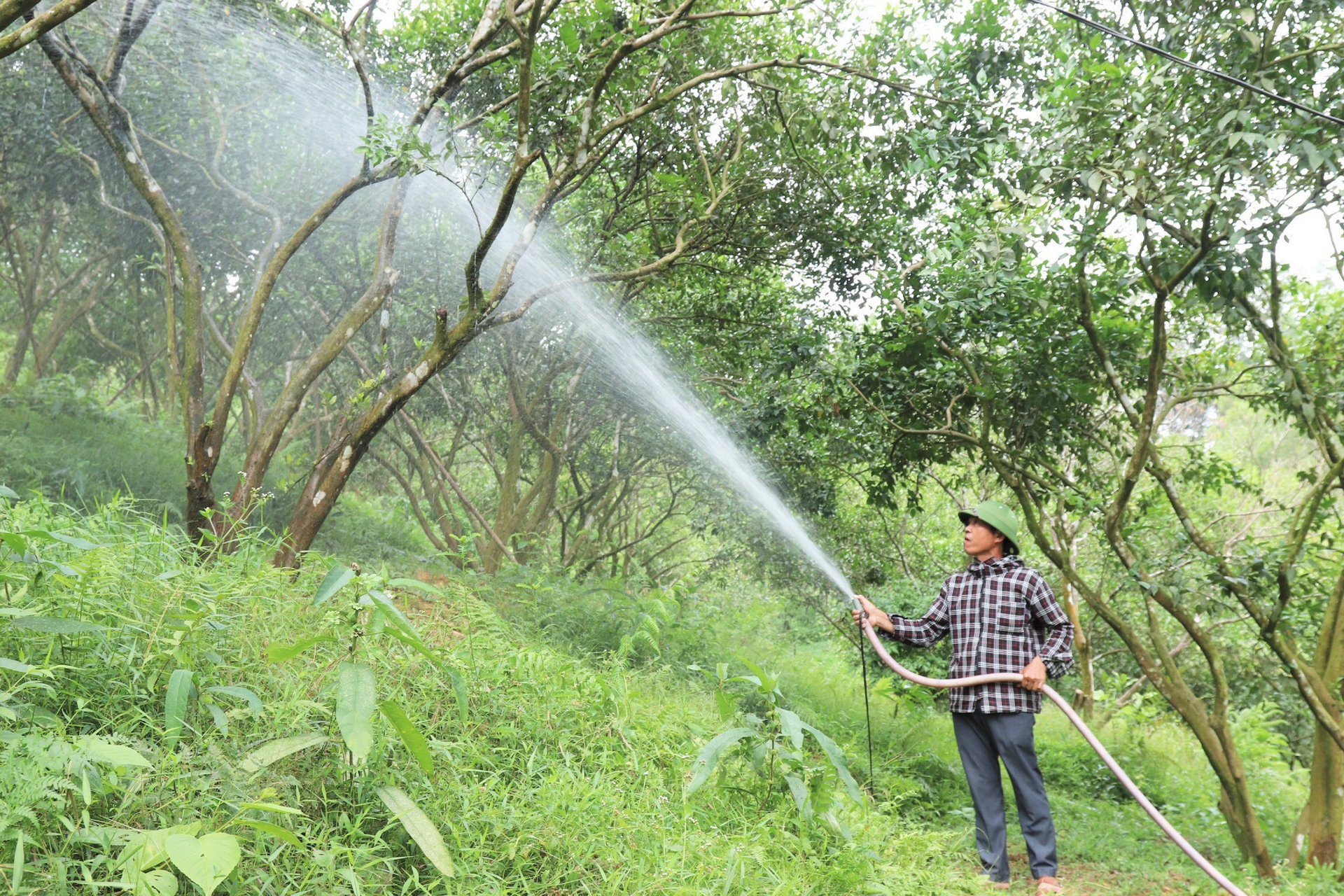 Mỗi ngày, vào sáng sớm ông Minh bơm tưới cấp ẩm cho vườn cam hơn 1ha. Ảnh: Thanh Nga.