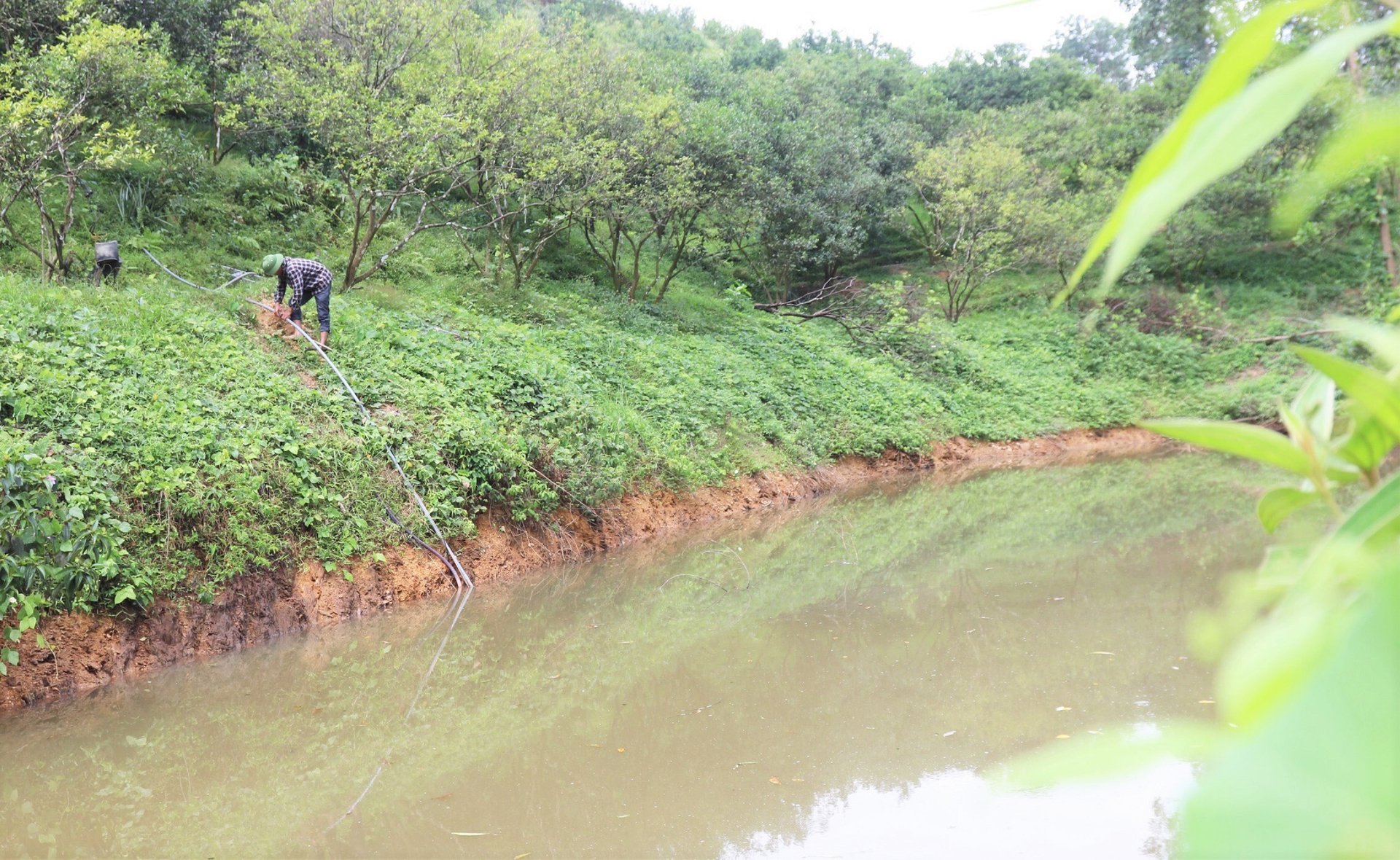 Nông dân huyện Vũ Quang phải đào ao tích nước chống hạn cho cam. Ảnh: Thanh Nga.