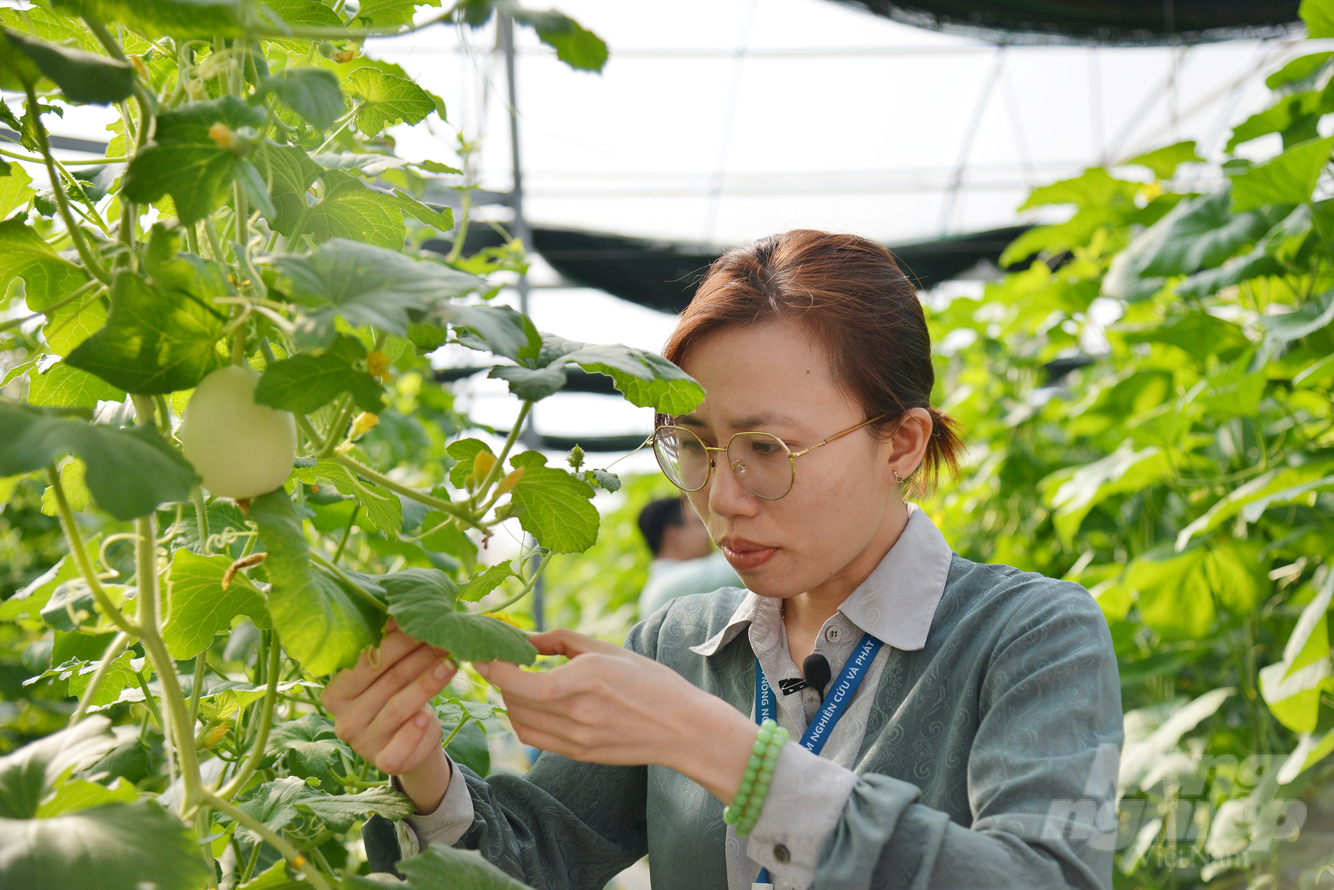 Ho Chi Minh City's agriculture will be a technical sector by 2045