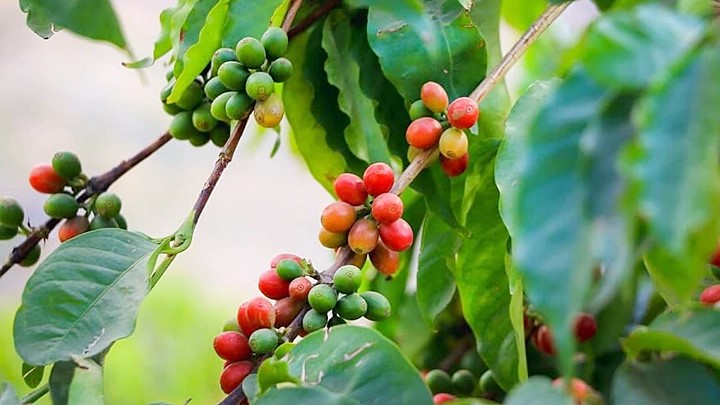 Update on the latest coffee market prices on 06/25/2023