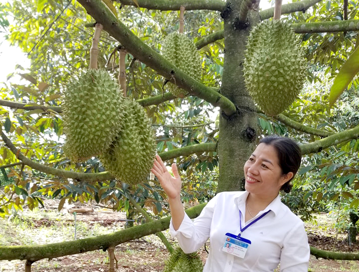 Durian is one of Vietnam's key agricultural product export. Photo: Son Trang.